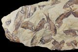 11.2" Fossil Fish (Gosiutichthys) Mortality Plate - Lake Gosiute - #130008-1